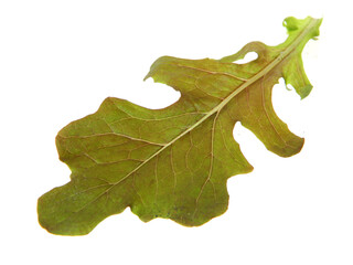 Fototapeta premium greens in salad isolated on white background
