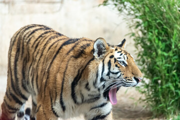 Fototapeta na wymiar Siberian tigers roam their territory