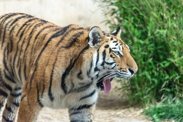 Fototapeta premium Siberian tigers roam their territory