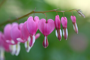 Bleeding hearts