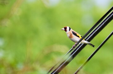 chardonneret sur un fil