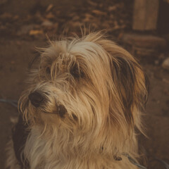 old-haired and thick-haired bitch