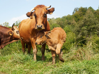 Naklejka na ściany i meble cute calf next to mum cow in a meadow, free range grases, protection concept