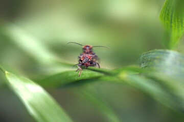 Cute black bug sitting on plant