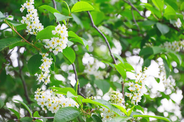 Blossoming bird cherry. Flowers bird cherry tree. Branch of bird cherry in front of blue sky. Copy space. Flowering bird cherry tree. 