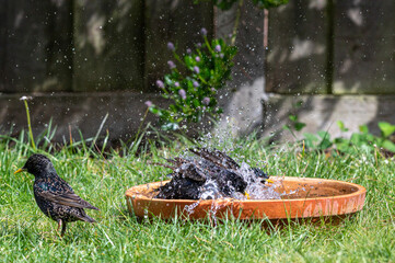 Two European starling, sturnus vulgaris, washing in a bird bath