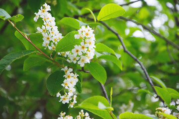 Blossoming bird cherry. Flowers bird cherry tree. Branch of bird cherry in front of blue sky. Copy space. Flowering bird cherry tree. 