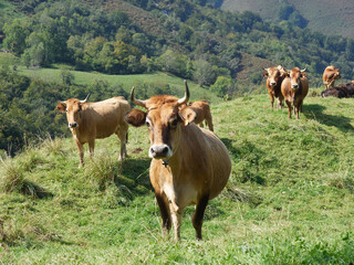 Fototapeta na wymiar free cows in a green meadow facing the camera