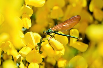 libellule sur un genêt en fleur
