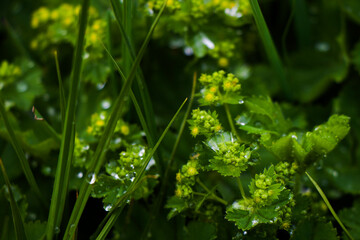 Green color in the nature. Plants and leaves in spring time. Green background.