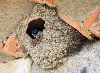 nid d'hirondelle © lucille