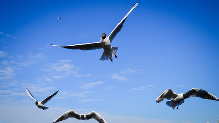 seagulls in flight