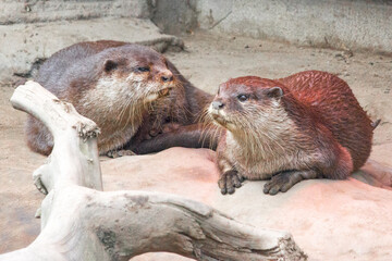 Asian small-clawed otter (in german Zwergotter) Amblonyx cinereus