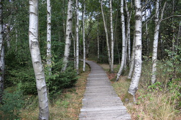 Bog paths, paths made of wooden boards through the Rhön nature reserve, black moor, red moor, Germany