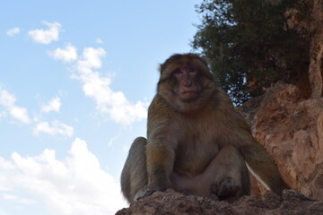 Naklejka premium Wild barbary macaque monkey at the Ouzoud waterfall in Morocco