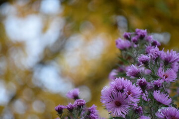 Obraz premium Purple flowers in front of blurry autumn leaves, Stuttgart, Germany
