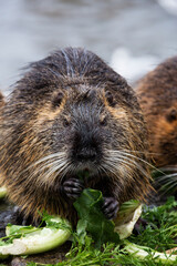 Dark nutria eating vegetables