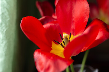 Red blooming tulip in a crystal vase. Macro.