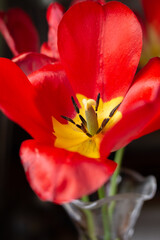 Fototapeta na wymiar Red blooming tulip in a crystal vase. Macro.