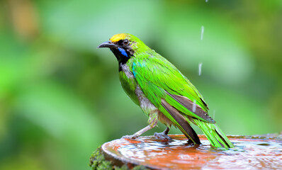 Golden-fronted leafbird