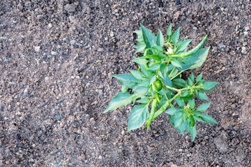green plant growing in soil
