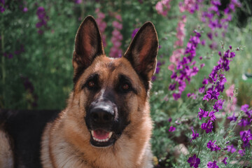 German Shepherd sits against a background of pink wildflowers