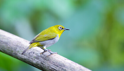 Obraz premium Oriental white-eye