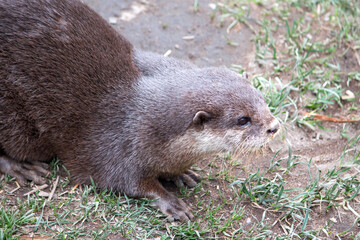 Asian small-clawed otter (in german Zwergotter) Amblonyx cinereus