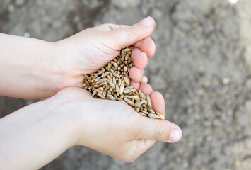 Harvest, close up of child's hands holding wheat grains