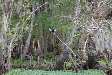 Cormorant on branch with wings spread