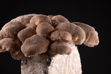 Shiitake Mushrooms on mycelium block.  It is considered a medicinal mushroom in some forms of traditional medicine