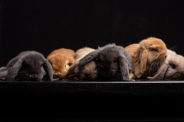 Baby Bunny, Rabbit, Giant flemish red, french lop, flemish giant, holland lop, white mini lop, group