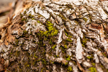 bark of tree. Natural materials
