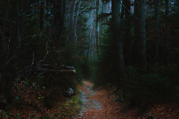 beautiful forrest trail in Carphatian mountains. Dark moody shots in national park  - 355000875