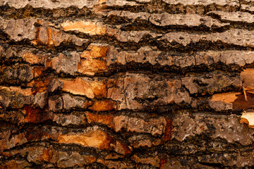 bark of tree. Natural materials