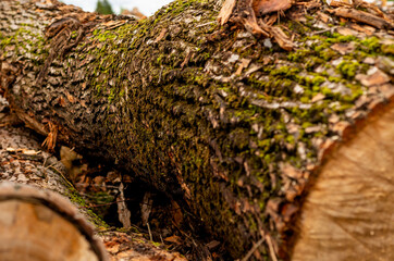 Fototapeta premium bark of tree. Natural materials