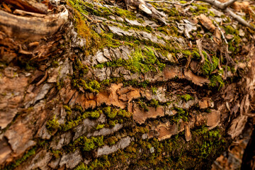 bark of tree. Natural materials