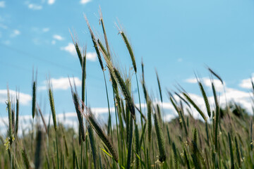 Weizen mit wolkigem Himmel im Hintergrund