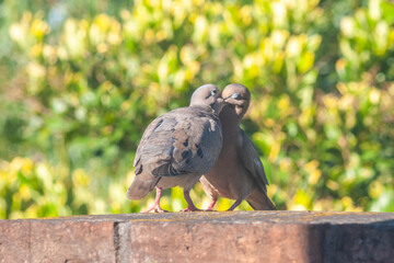 pareja de palomas