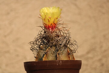 cactus astrophytum vista frontal con maceta y floracion
