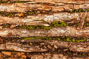 bark of tree. Natural materials
