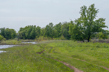 Fototapeta na wymiar winding road in the water meadows in spring