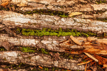 bark of tree. Natural materials