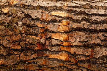 bark of tree. Natural materials