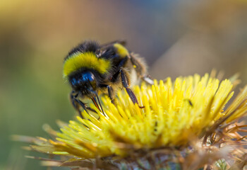 Buff-tailed bumblebee (Bombus terrestris) on a flower