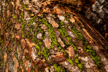 bark of tree. Natural materials