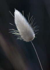 One puffy grass flower backlit