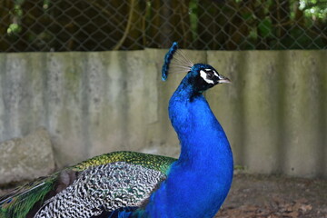 Obraz premium Portrait of a colorful male peacock in the animal park Bretten, Germany