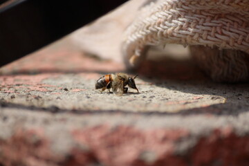 Close up de abeja con luz tenue