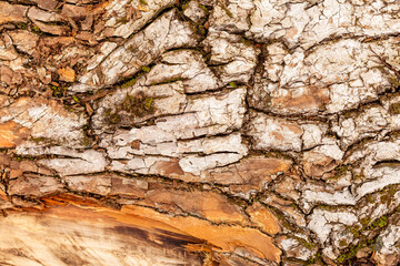 bark of tree. Natural materials